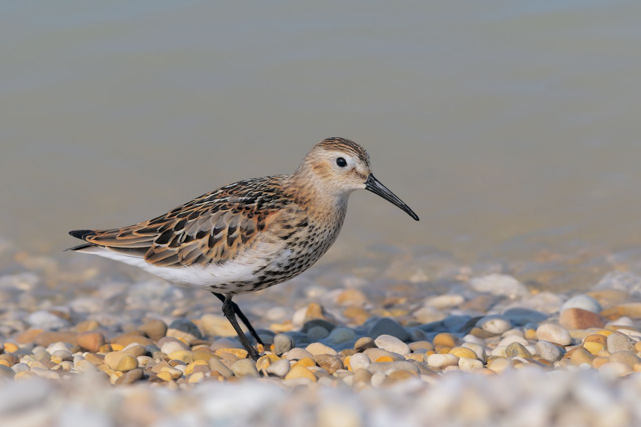 Piovanello pancianera (Calidris alpina)